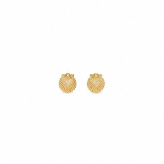 Baby Scallop Shell
